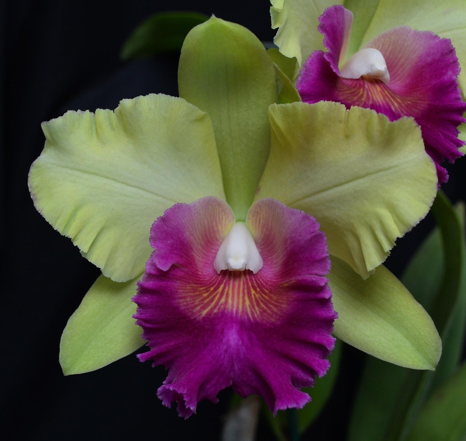 Award Winning Orchid